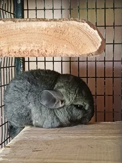 Chinchillas for sale