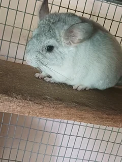 Chinchillas for sale