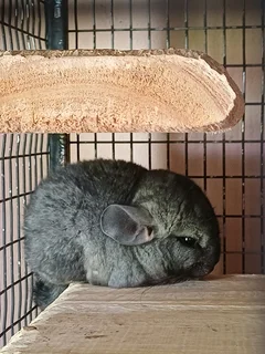 Chinchillas for sale