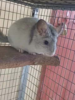 Chinchillas for sale