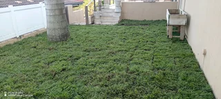 All seasons instant green grass