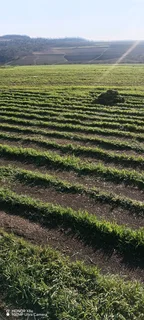 All seasons instant green grass