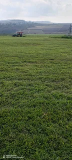 All Seasons Evergreen instant lawn