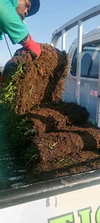 All Seasons Evergreen instant lawn