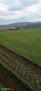 All seasons Evergreen instant lawn