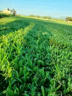 Evergreen all seasons evergreen grass