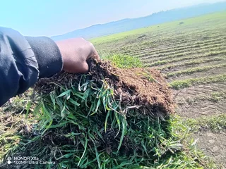 Farm fresh Berea shade LM, Kikuyu, Royal blue and Buffalo