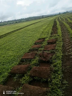 farm fresh evergreen grass