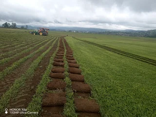 Berea Shade, kikuyu, Royal blue and Buffalo