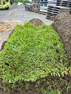 Farm fresh evergreen All Seasons  instant lawn grass