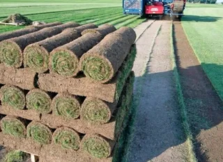 Farm fresh evergreen All Seasons  instant lawn grass