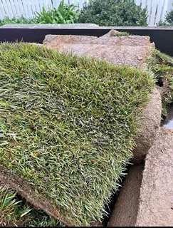 Farm fresh evergreen All Seasons  instant lawn grass