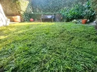 Farm fresh evergreen All Seasons  instant lawn grass