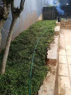 Evergreen all Seasons instant lawn grass