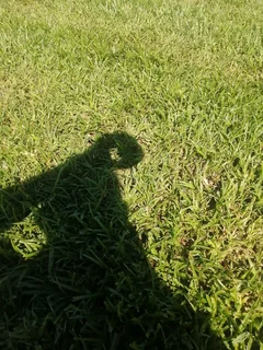 farm fresh evergreen instant lawn