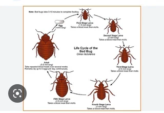 Bedbugs ,  fleas , wasps , spiders