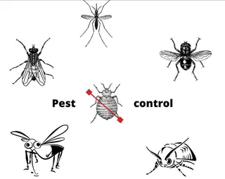 Bedbugs ,  fleas , wasps , spiders