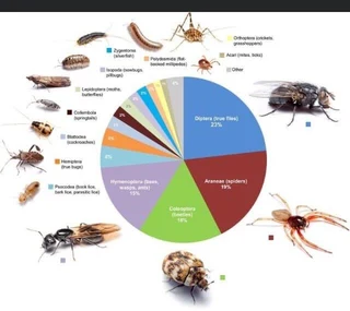 Extractor canopy cleaning for restaurant