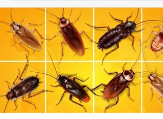 Cockroach problems- Pest control serviceb