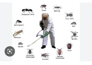Pest control, cockroaches Special rates this week only