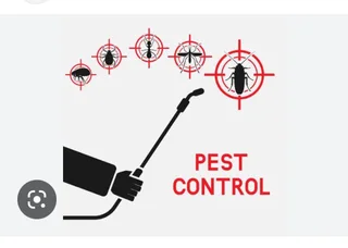 Birds in your roof making noises