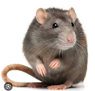 Rats and mice problems - Pest control servic