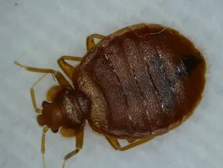 Fleas , bedbugs or lice