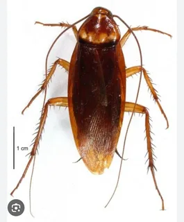 Cockroaches in your home
