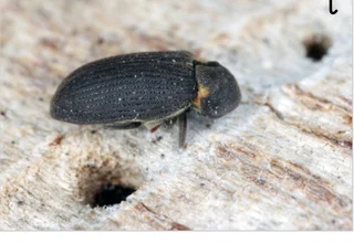 Beetle coc certificate  - Selling your property