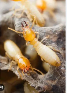 Beetle coc  Certificate - are you selling your Home