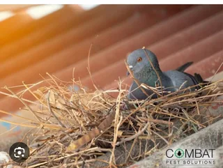 Birds nesting in ceiling , we remove them