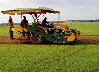 CHAMPION instant lawn kikuyu , LM grass, Compost prepared and install