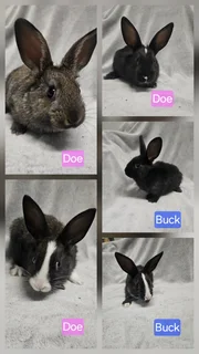 Bunnies for sale