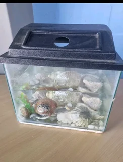 Fish tank with shells