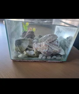 Fish tank with shells