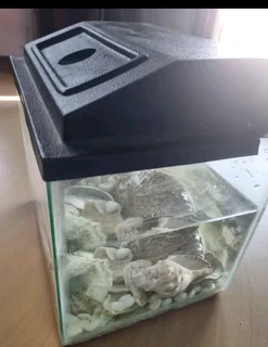 Fish tank with shells