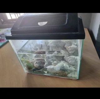 Fish tank with shells