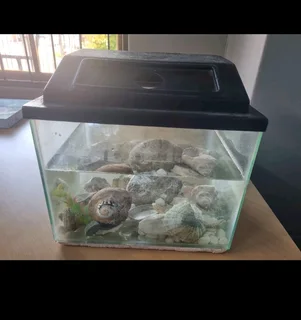 Fish tank with shells