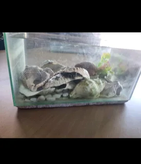 Fish tank with shells