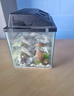 Fish tank with shells