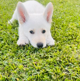 Swiss Shepard Pups