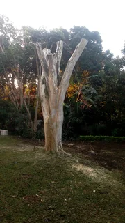 Tree Felling &amp; Grass cutting