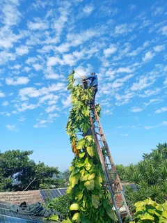 Tree Felling &amp; Grass cutting