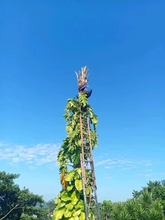 Tree Felling &amp; Grass cutting