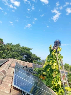 Tree Felling &amp; Grass cutting