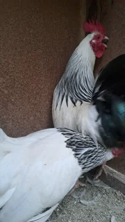 Sussex bantam chickens