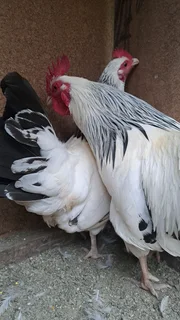Sussex bantam chickens