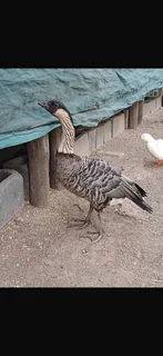 Hawaiian gander