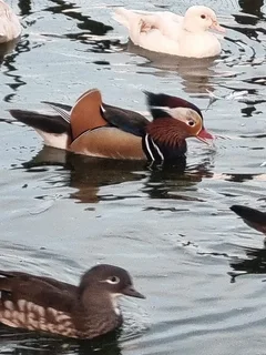 Manderyne duck pair