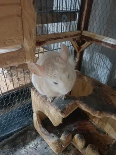 Chincilla - Ad posted by Tersia Nieuwoudt